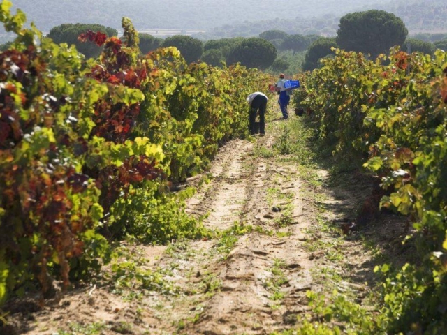 Lugar del Vino